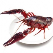 京东PLUS会员： 皇港世家 鲜活盱眙清水小龙虾 1kg（4-6钱/只）