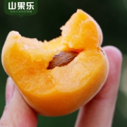 预售 山果乐 高山大黄杏 5斤