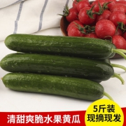 佳味聚惠 新鲜水果黄瓜 5斤装