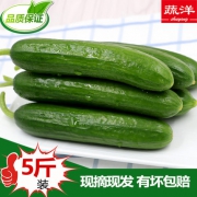 蔬洋 新鲜水果黄瓜 5斤装