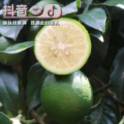 花季阳光 海南青柠檬 5斤装