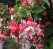 一名花匠 室内绿植倒挂金钟灯笼花 24个品种带盆发货