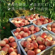 木木三果园 沂蒙山原生态天然水蜜桃 4.8斤