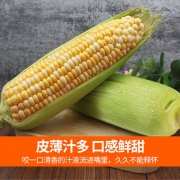 叼食 云南超甜水果玉米 8斤 新鲜现摘 甜度≥13.5度