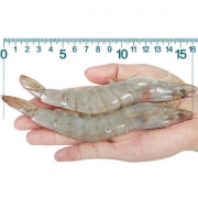 厄瓜多尔 南美白虾 4斤 净虾1.7kg 超大14-16cm 40-50只