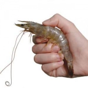 安美鲜 US FRESH 活冻南美白虾1kg 50-60只/盒  泰国原装进口 大虾 火锅食材 *2件