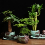 自然动力 绿植盆栽 园艺盆景