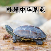中华草龟 小乌龟活苗 2~3cm