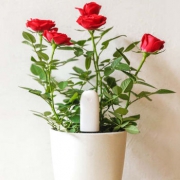 小米（MI） 花花草草检测仪 附mgpyh小编提醒