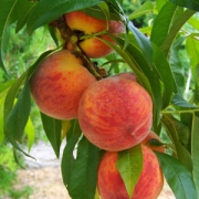 菜源农场 新鲜水蜜桃 毛桃 5斤装
