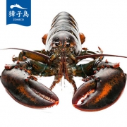 獐子岛 波士顿鲜活龙虾 700g *2件