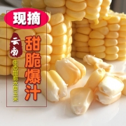 唯享 现摘云南水果玉米 8斤