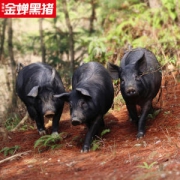 中国T级猪肉 缘琳山 T7金蝉黑猪腿肉 2斤
