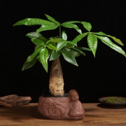 多品种绿植盆栽 小盆景