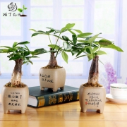 阿丁花匠 室内 创意盆栽
