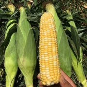 现摘现发，陕西周至新鲜玉米棒甜玉米9斤