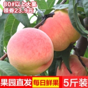 10-12枚半斤大果，丝源臻品 陕西富平水蜜桃 5斤