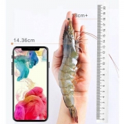 京东生鲜 泰国活冻白虾/女王虾（巨型量贩款）32-40只 1.8kg  *2件 +凑单品