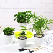 梅芝 绿植盆栽 桌面盆栽