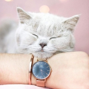 Daniel Wellington CLASSIC PETITE 女士石英表 28mm + CLASSIC CUFF 155mm 手镯套装