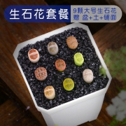 点翠苑 多肉生石花新手套餐 1-1.5cm 撩妹神器