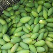 蜀津 新鲜橄榄青果 特级5斤装