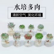 春芳 8颗水培多肉植物组合 含盆送营养液