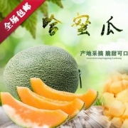 现摘现发， 甘肃民勤哈密瓜西州蜜瓜8斤