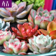 卉吉 多肉植物组合盆栽（10棵多肉+10个盆+3包土）