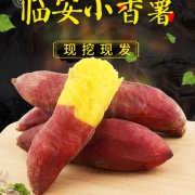 4.9分，超级好吃！天目山特级 小香薯 5斤
