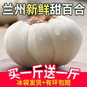 吉叔 兰州新鲜甜百合 2斤 天然无添加