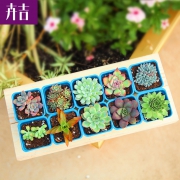 卉吉 多肉植物组合盆栽（10棵多肉+10个盆+3包土）