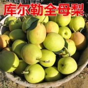 正宗新疆库尔勒香梨 特级全母梨 10斤