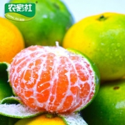 农家社 青皮无籽蜜橘 果园直发 坏果包赔