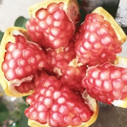 寻耕记 凉山大果青皮软籽甜石榴 5斤