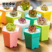 娃娃家家 新手多肉植物套装 10盆