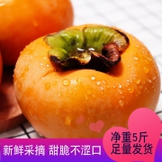 森尚 山西 脆甜柿子5斤