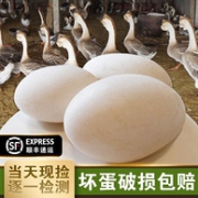 当天生产！ 苏梵 农家散养 鹅蛋12枚