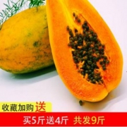 云南河口现摘红心木瓜10斤 （净重9斤）