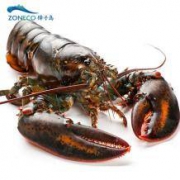 双11预售：獐子岛 加拿大进口 龙虾 约500g