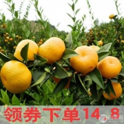 旗舰果  宜昌薄皮蜜桔 5斤