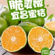 农二代的果园 宜昌薄皮蜜桔 5斤