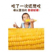 柒然 甜糯玉米 200g*10根装
