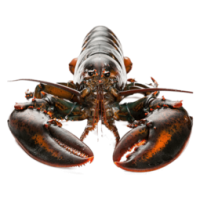 粉丝价：獐子岛 鲜活 加拿大波士顿龙虾 650g-720g *2件 278元包邮（双重优惠，合139元/件）