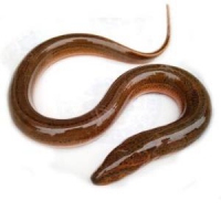 皇港世家 活杀湖北黄鳝 500g*3件+粉丝扇贝 200g（6个）+黑米馒头 1kg