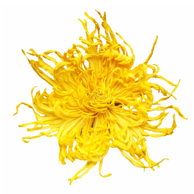 徽春堂 金丝皇菊 50-60朵 25g