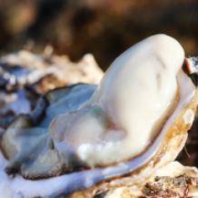 金益康 威海乳山生蚝L 5斤