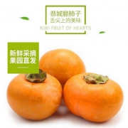 灌优 广西恭城脆柿10斤（净重9.5斤）