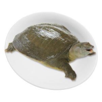 冷江 鲜活生态余姚甲鱼 三年以上母鳖 850g *3件
