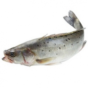 wecook 味库 舟山海鲈鱼 600g